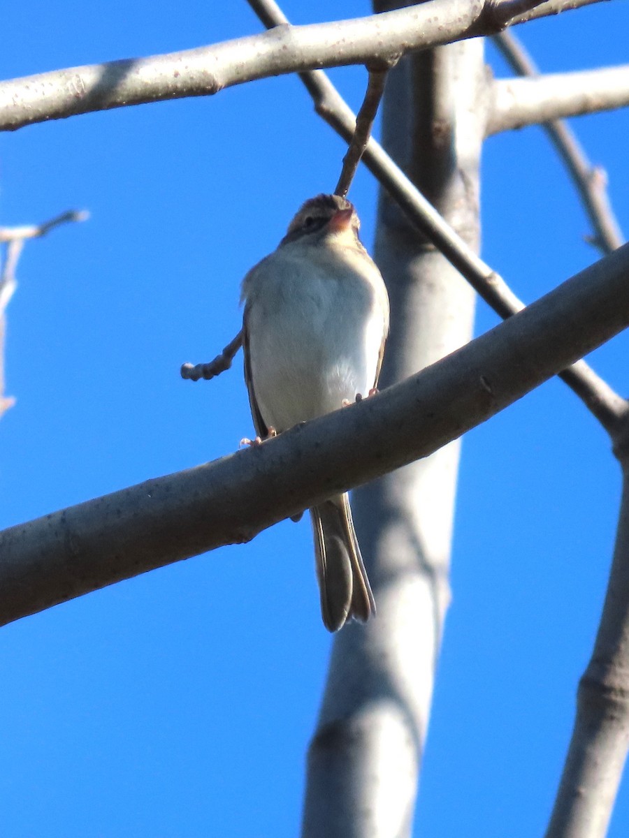 Chipping Sparrow - ML611055655