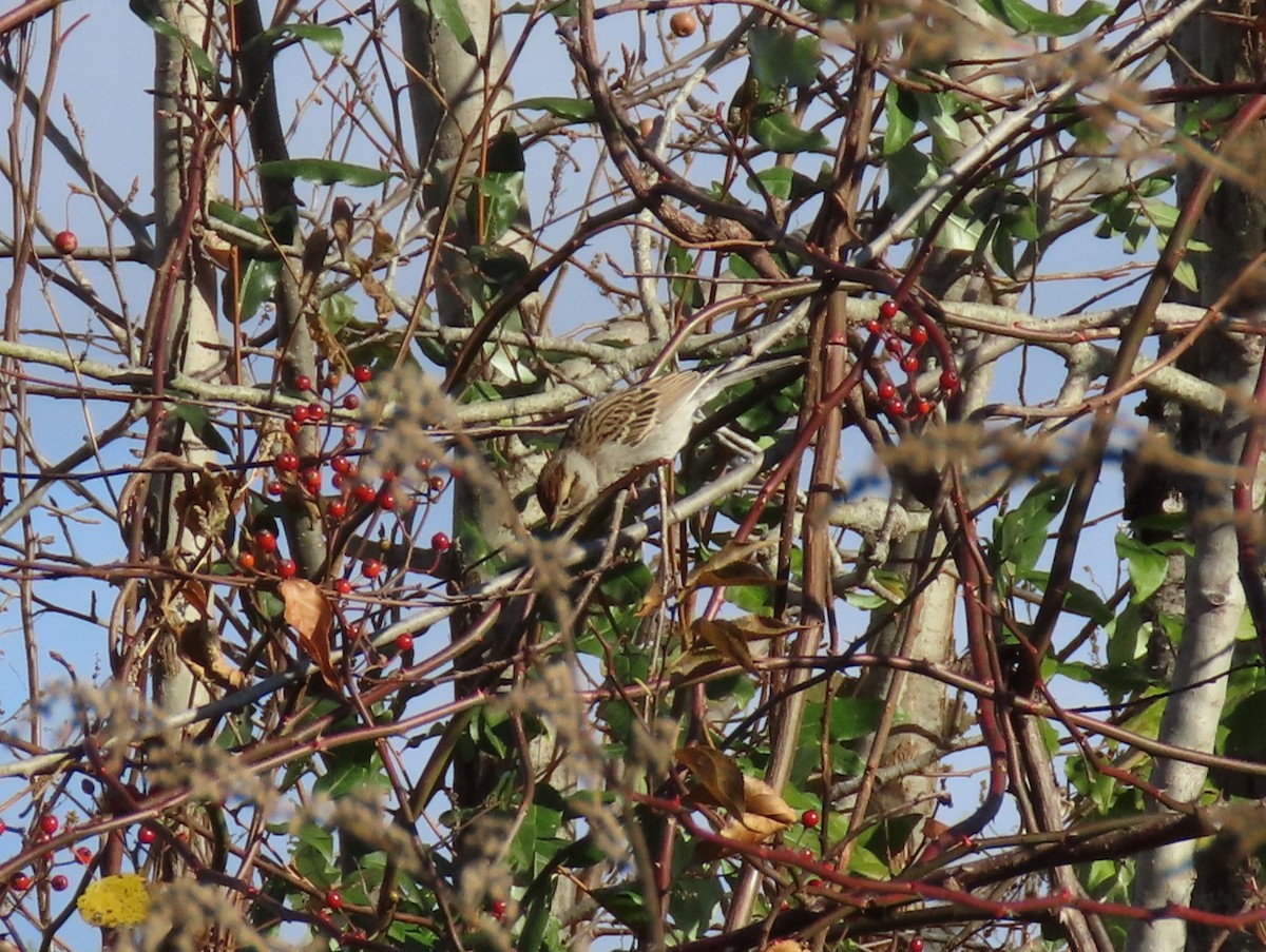 Chipping Sparrow - ML611055656