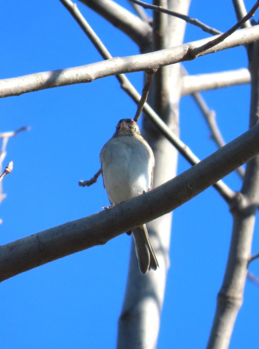 Chipping Sparrow - ML611055657