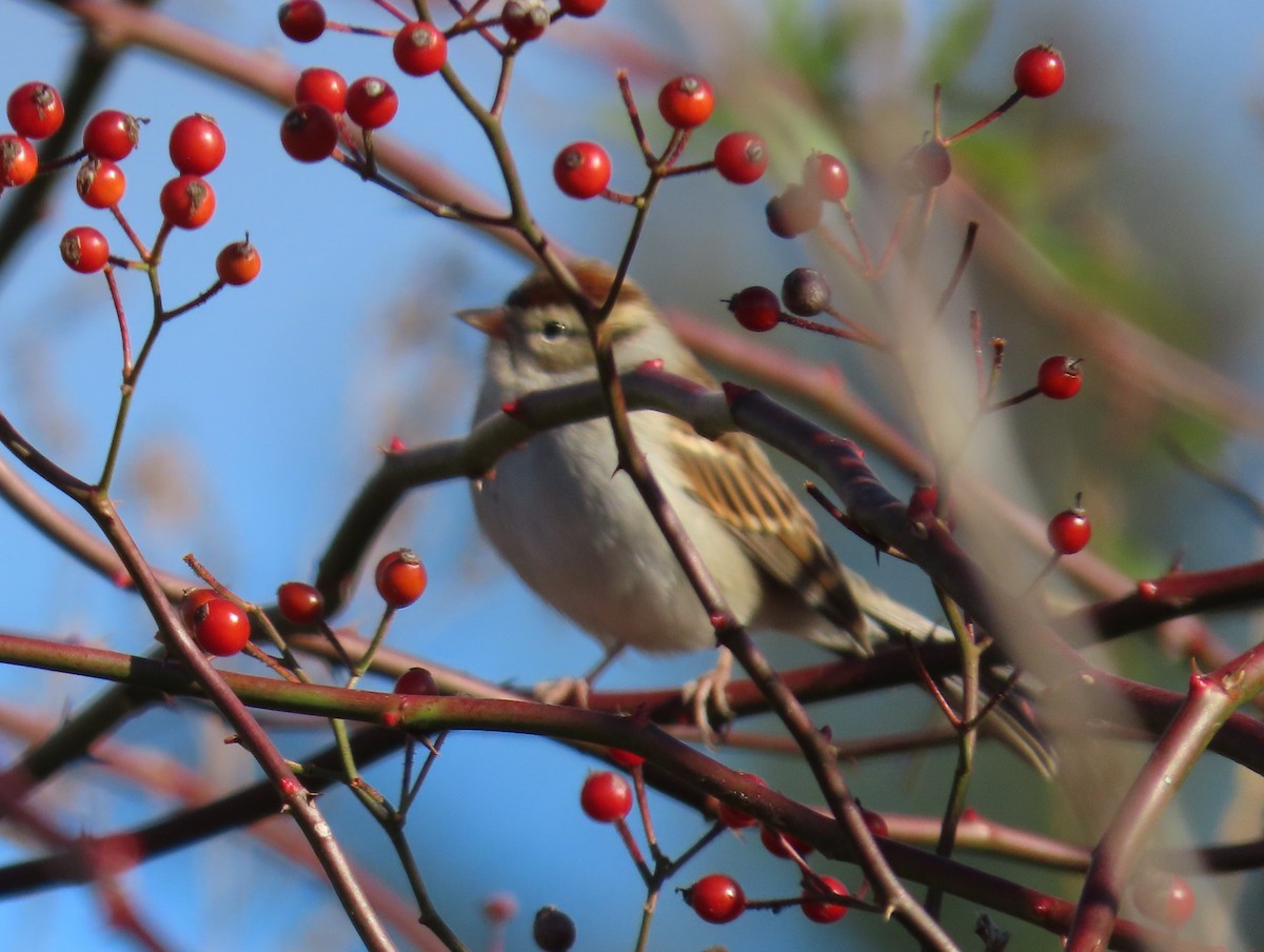 Chipping Sparrow - ML611055658
