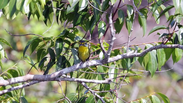 Vireón Coronigrís (grupo leucotis) - ML611055661