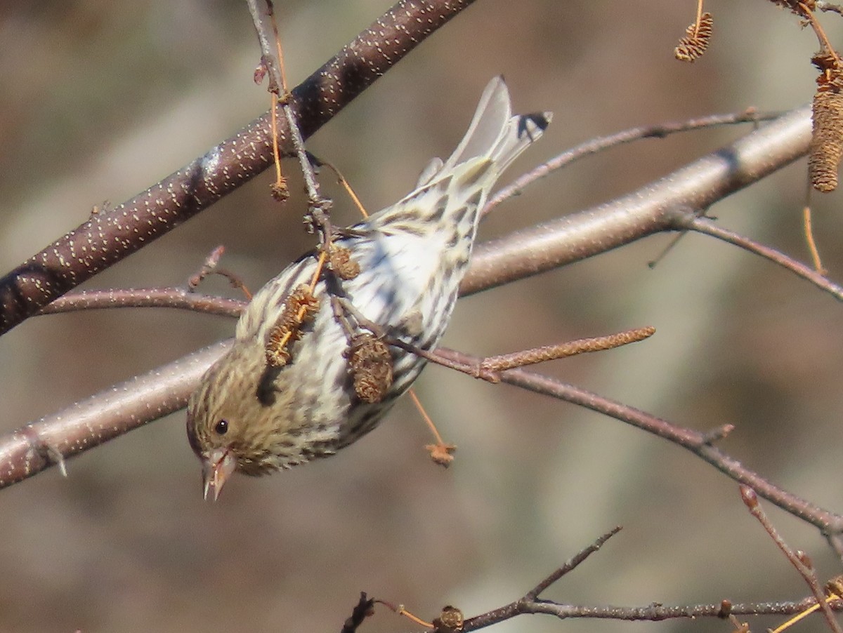 Pine Siskin - ML611055678