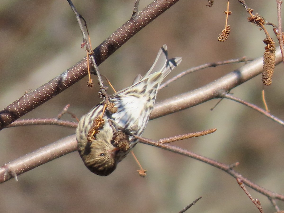 Pine Siskin - ML611055679