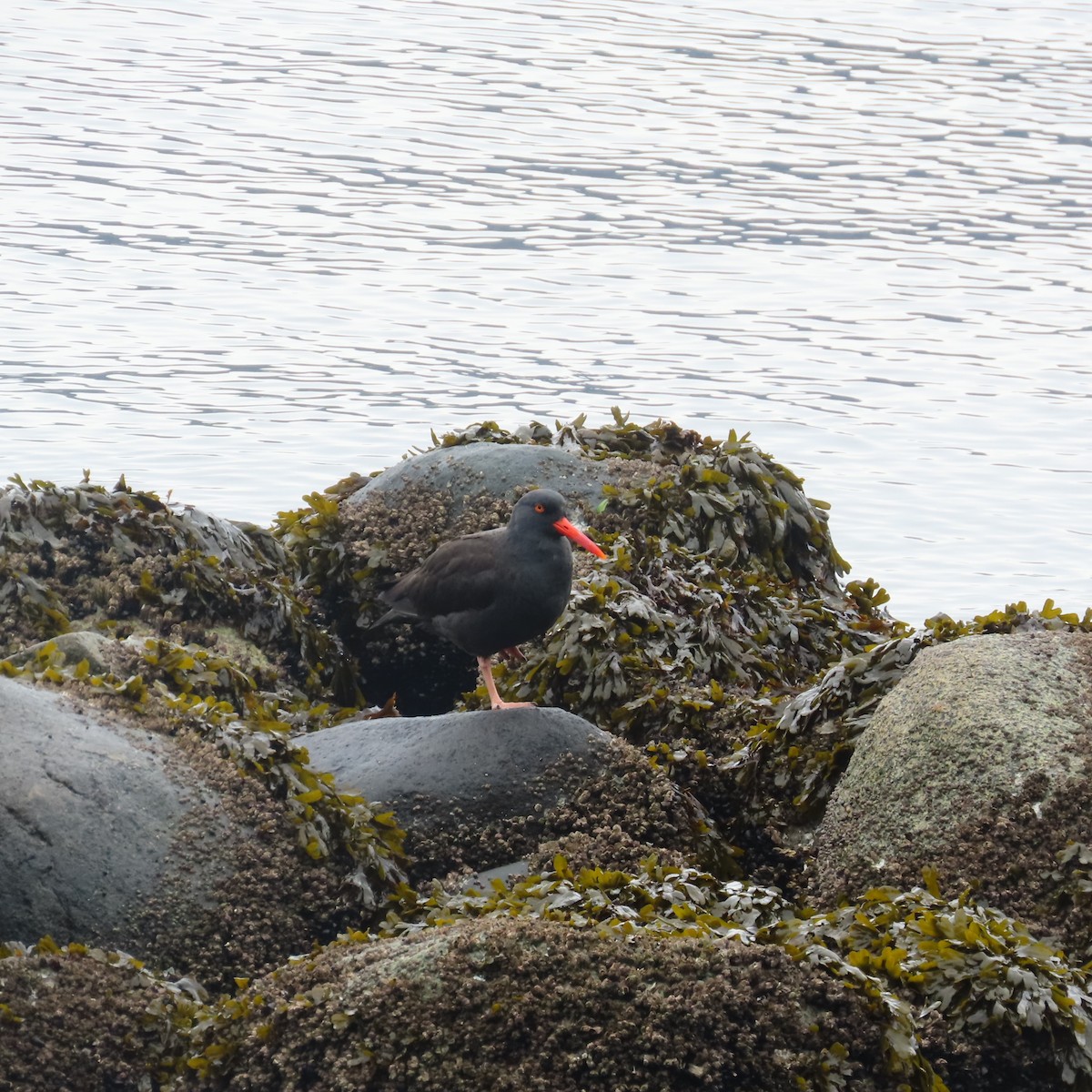 Black Oystercatcher - ML611055682