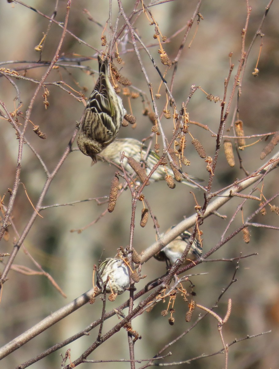 Pine Siskin - ML611055684