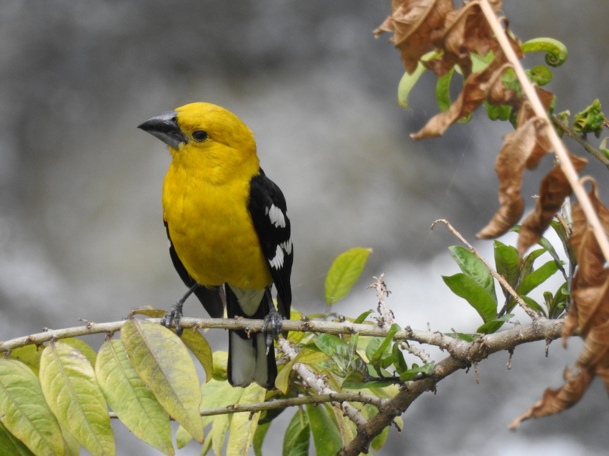 Cardinal à tête jaune - ML611055699