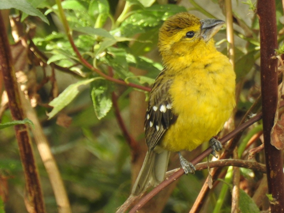 Cardinal à tête jaune - ML611055733