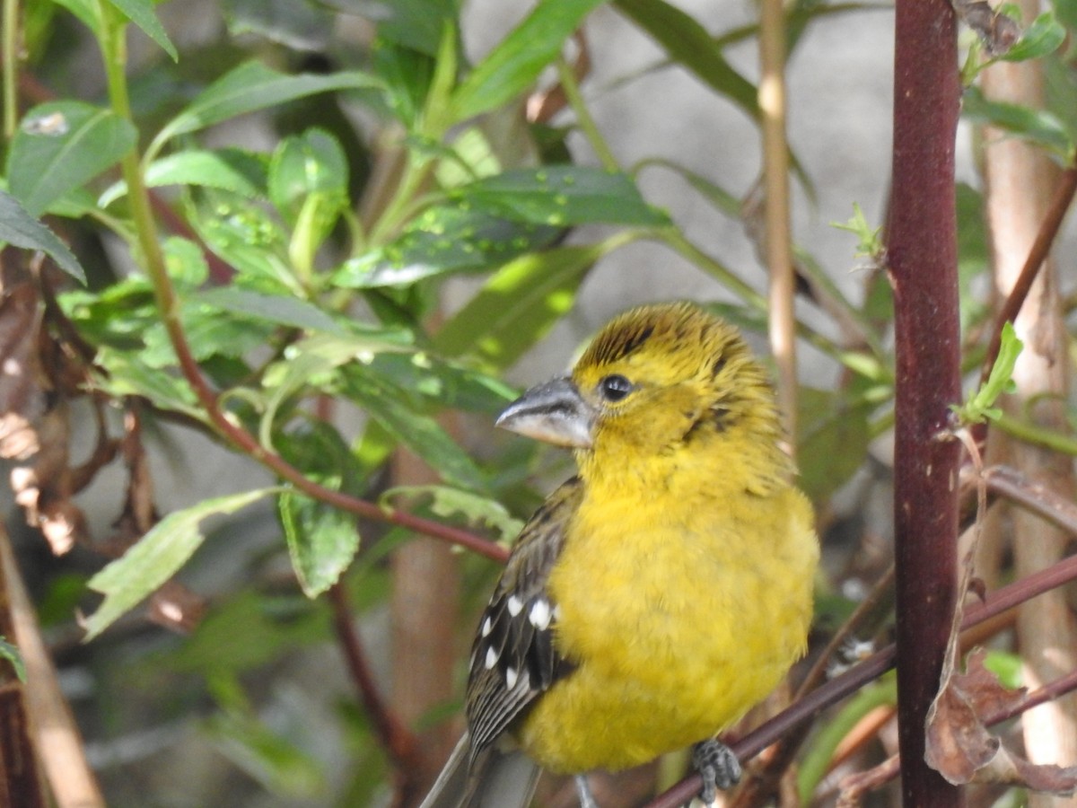 Cardinal à tête jaune - ML611055745