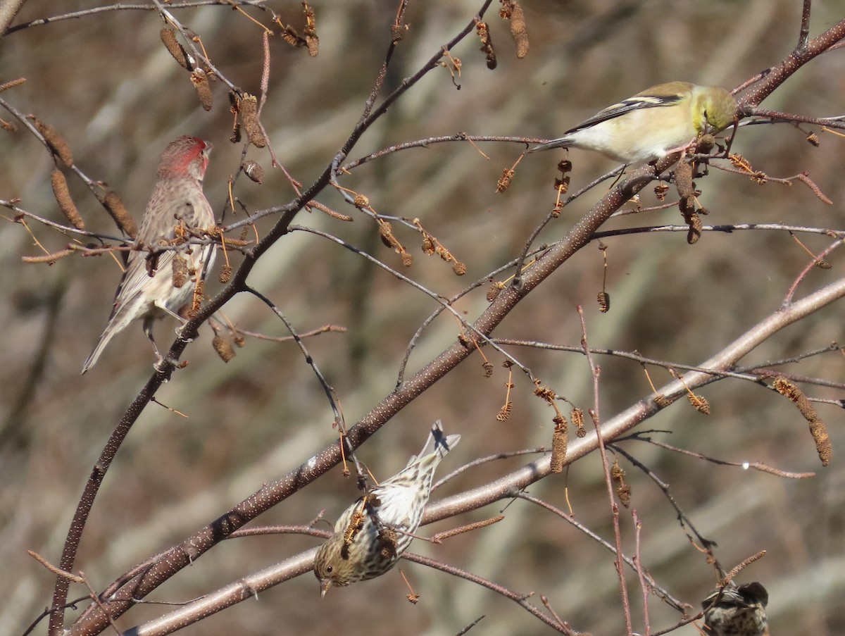 House Finch - ML611055746