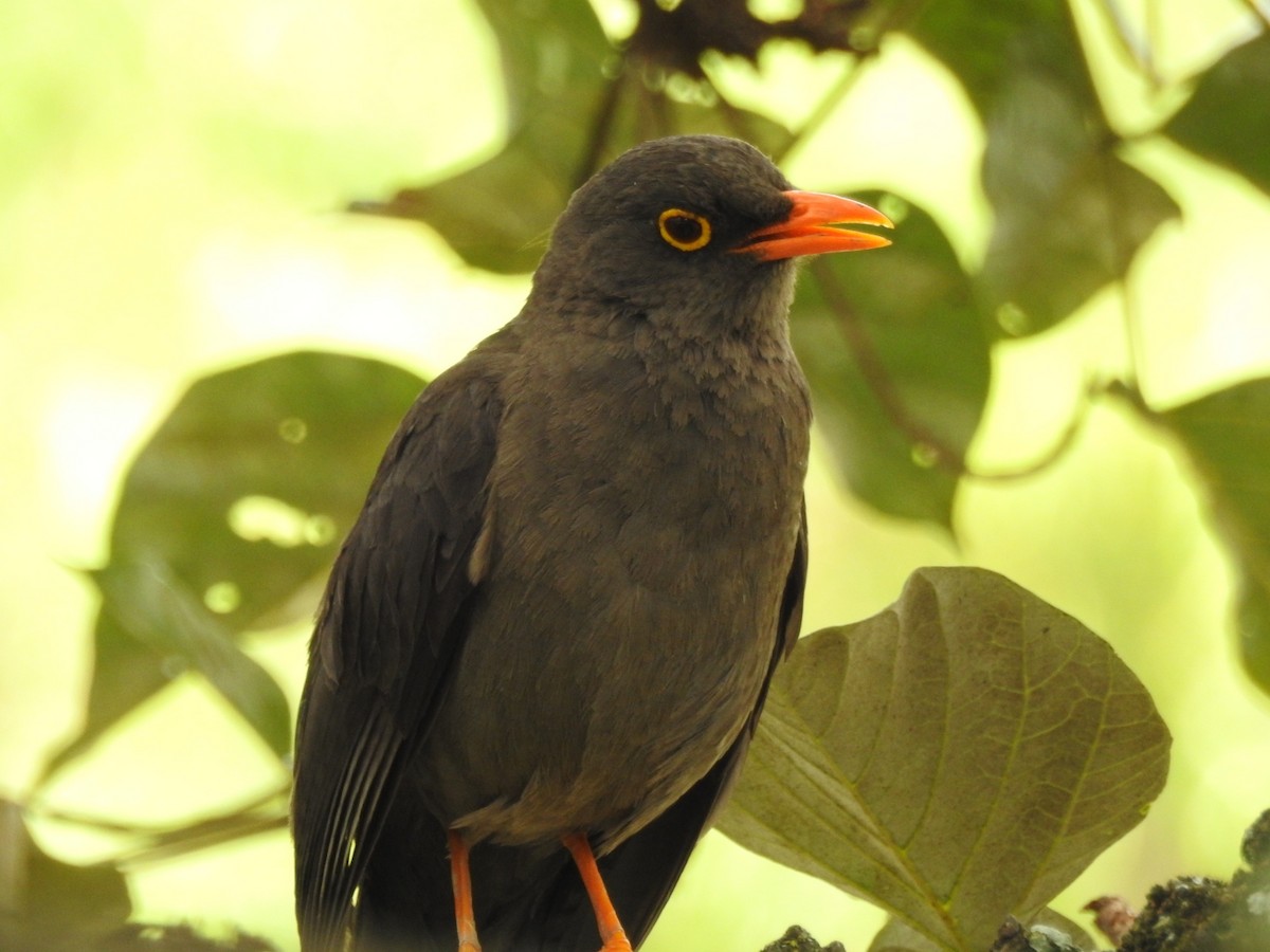 Great Thrush - ML611055772