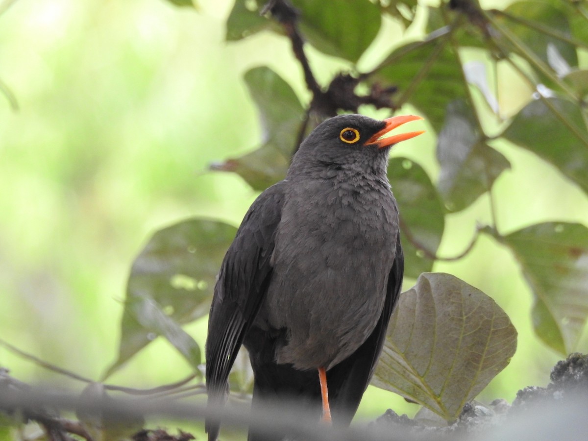 Great Thrush - Luis Curillo