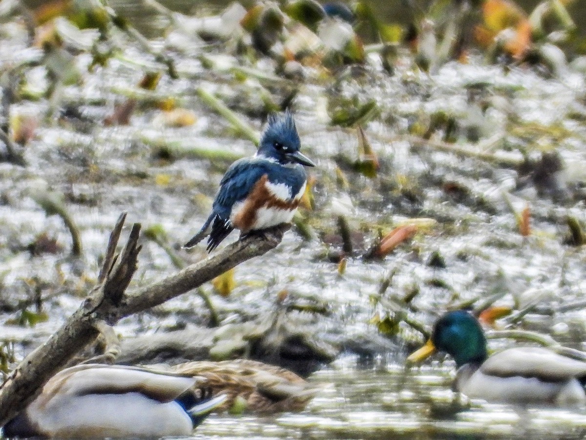 Belted Kingfisher - ML611055834