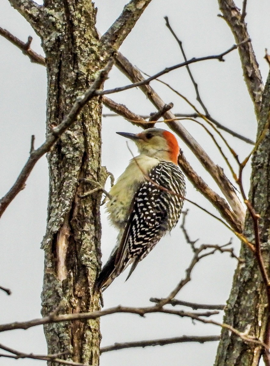 Red-bellied Woodpecker - ML611055848