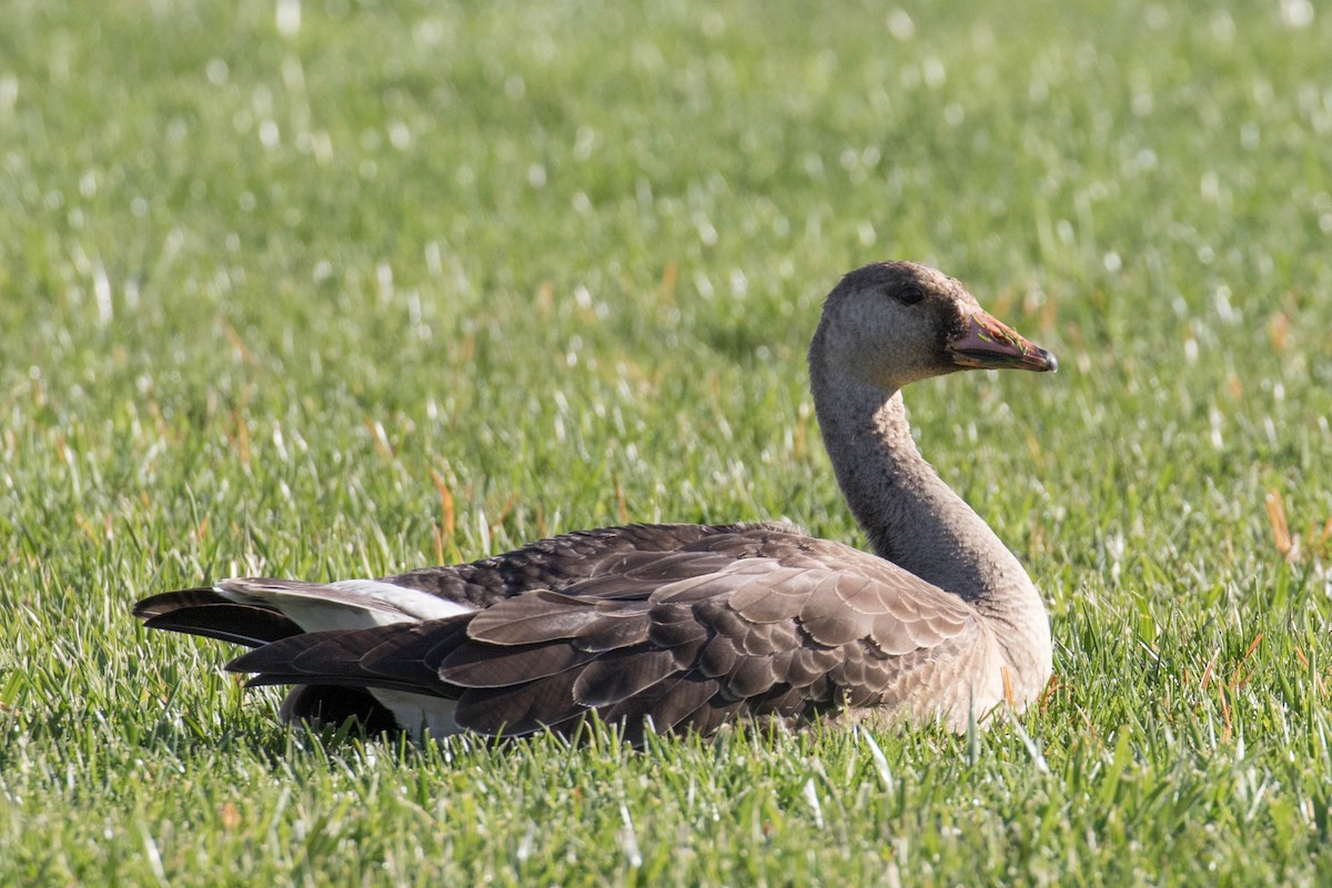 Greater White-fronted Goose - ML611055866