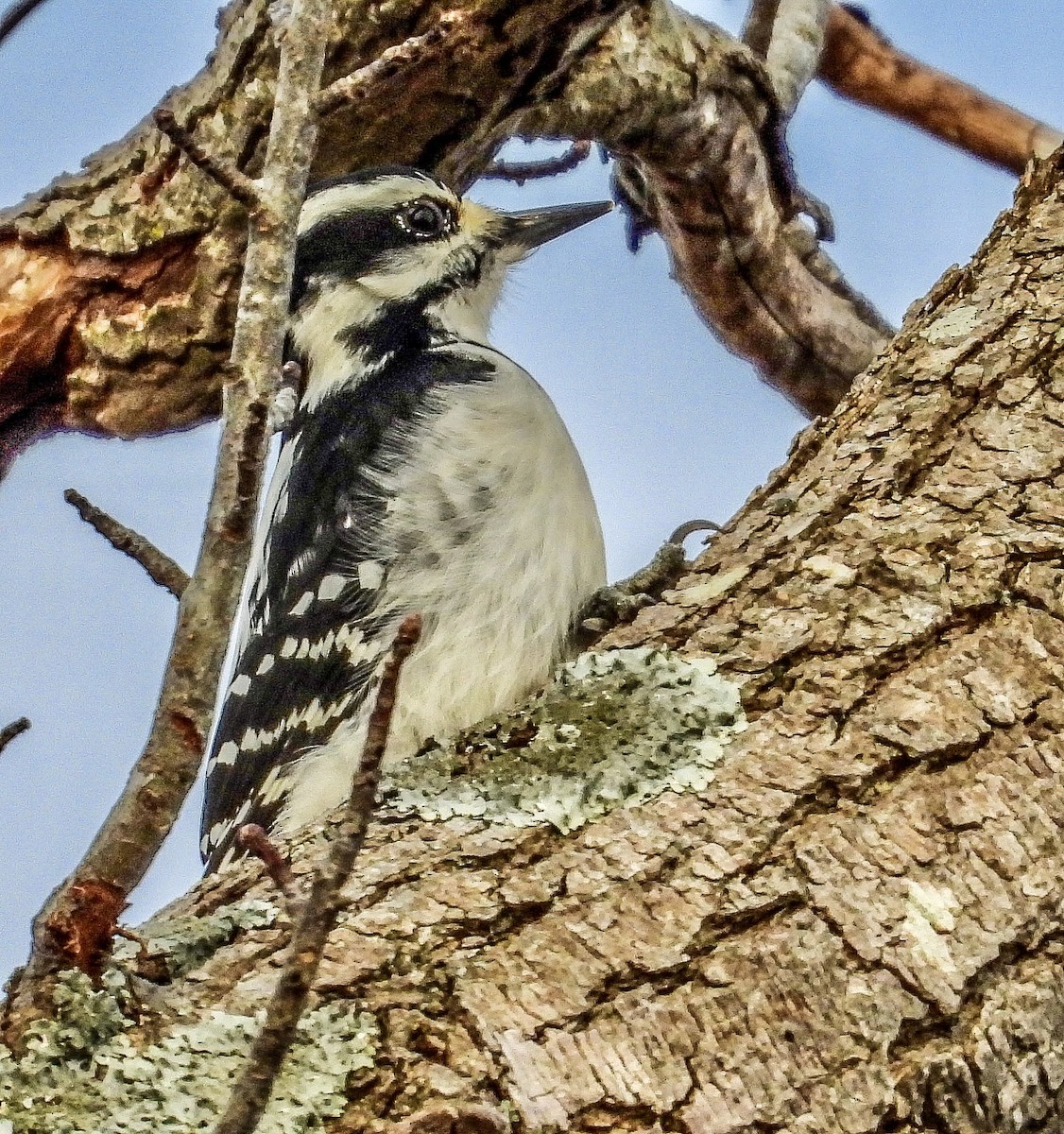 Hairy Woodpecker - ML611055898