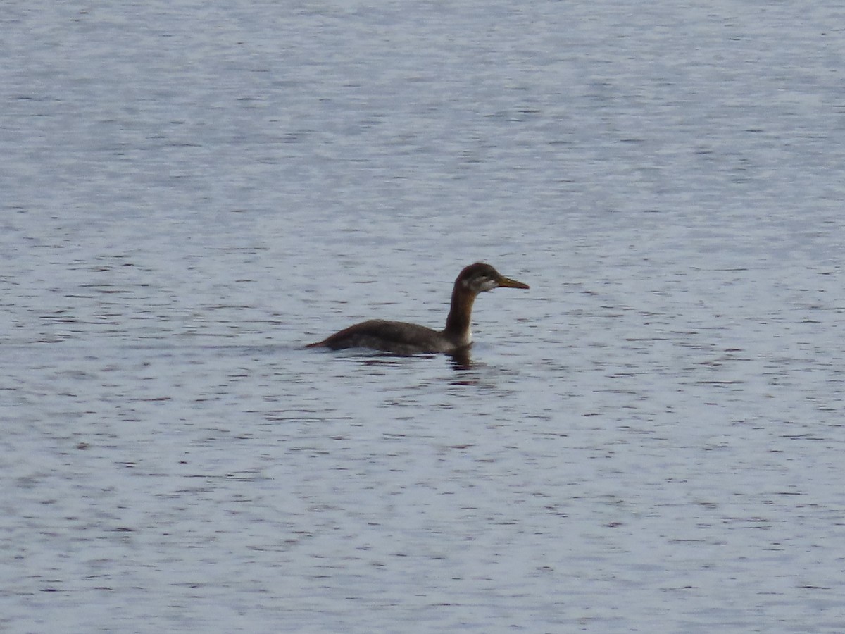 Red-necked Grebe - ML611055946
