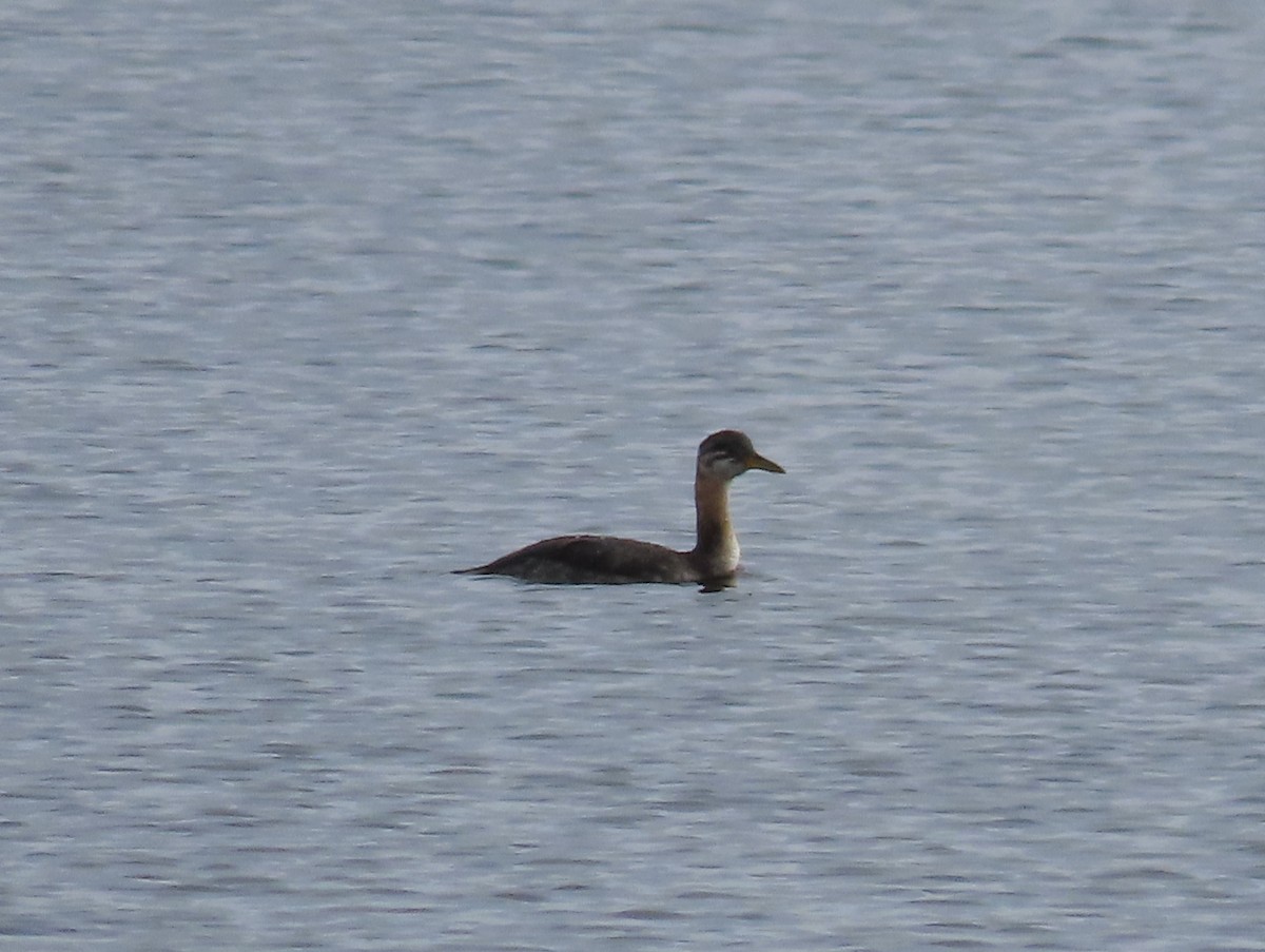 Red-necked Grebe - ML611055947