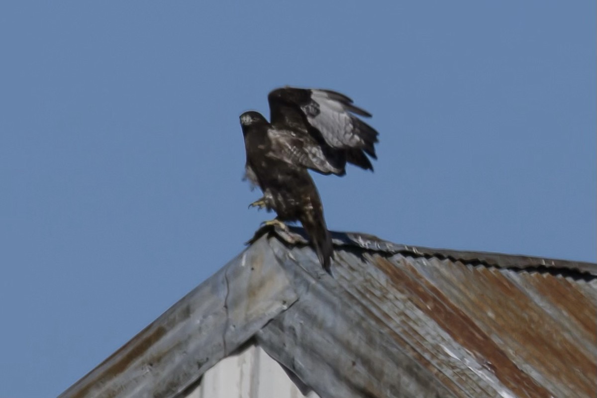 Red-tailed Hawk (Harlan's) - ML611055955