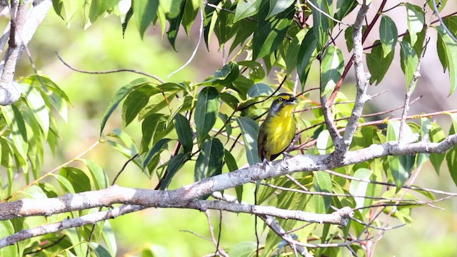 キマユミドリモズ（leucotis グループ） - ML611056003