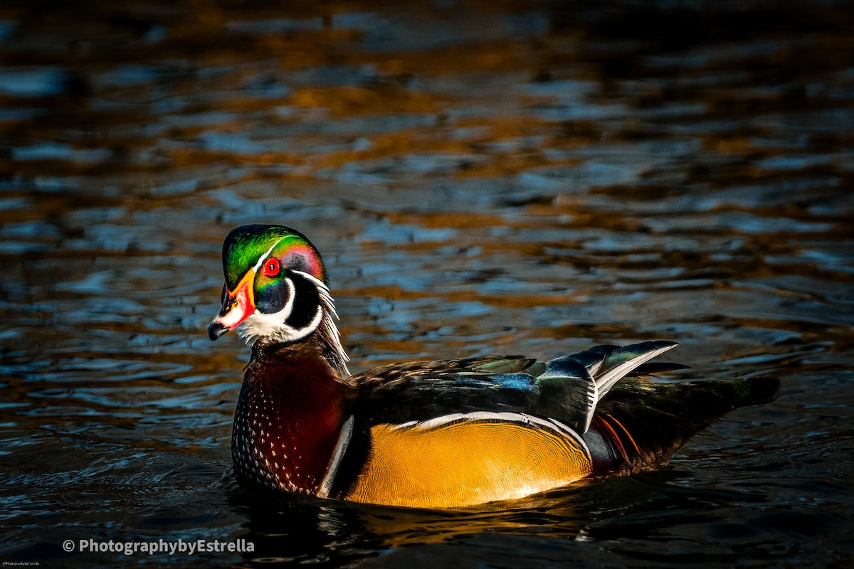 Wood Duck - ML611056036