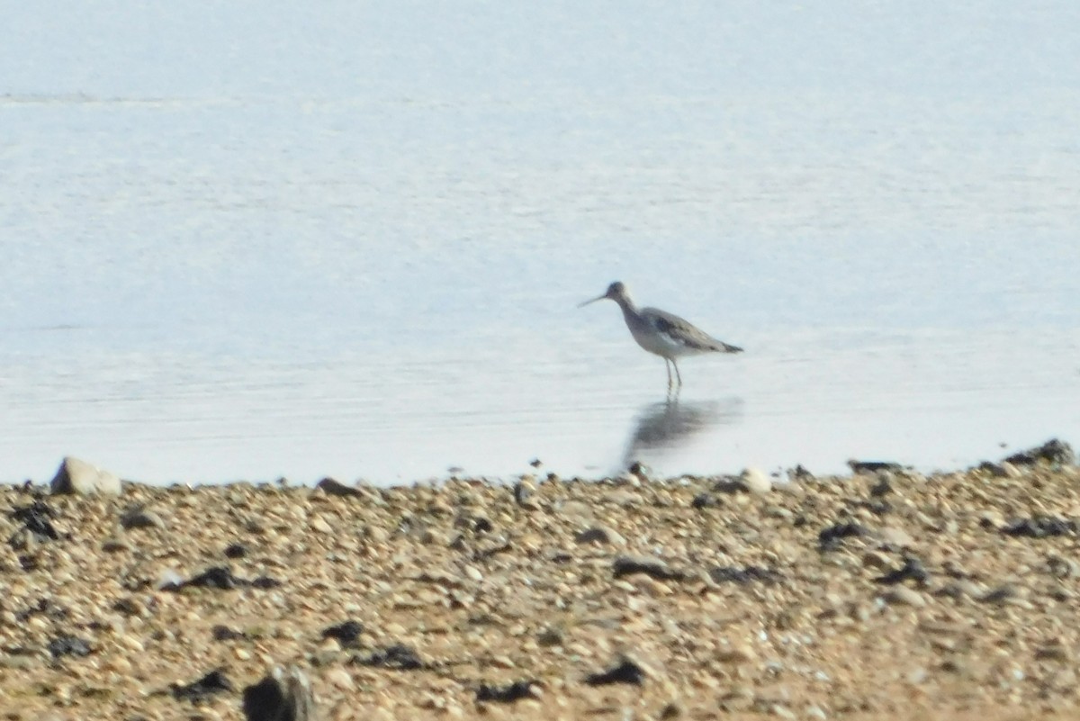 Greater Yellowlegs - ML611056077