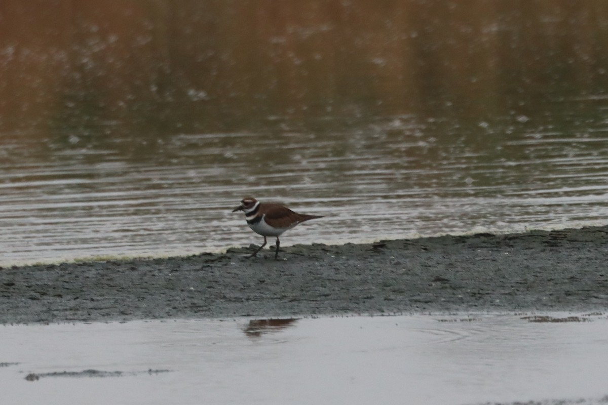 Killdeer - ML611056180