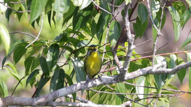 Ak Kulaklı Koca Vireo [leucotis grubu] - ML611056201