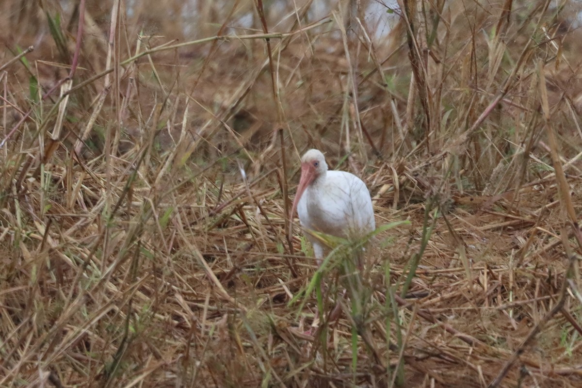 White Ibis - ML611056349