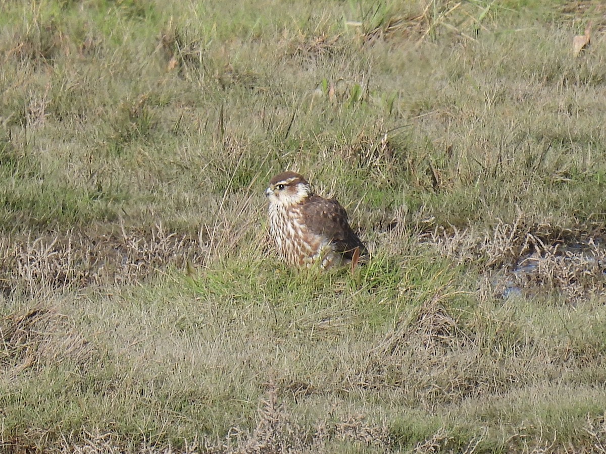 Merlin - Matthew Hall