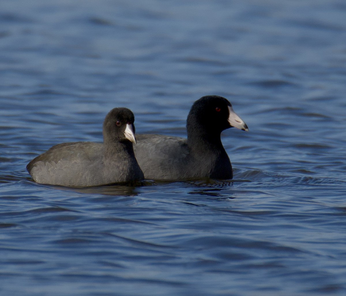 American Coot - ML611056438