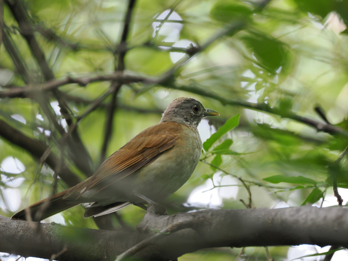 Pale-breasted Thrush - ML611056543