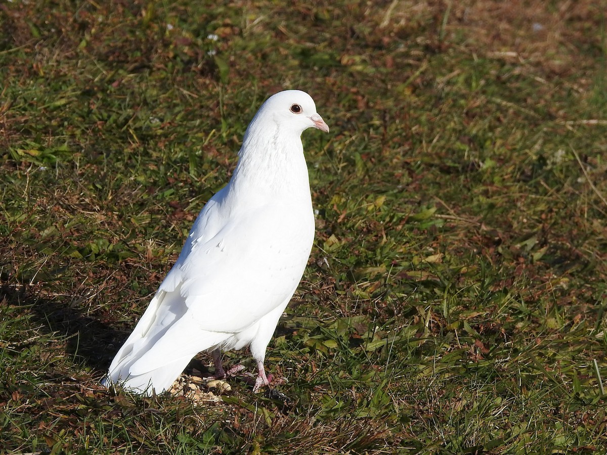 Rock Pigeon (Feral Pigeon) - ML611056578