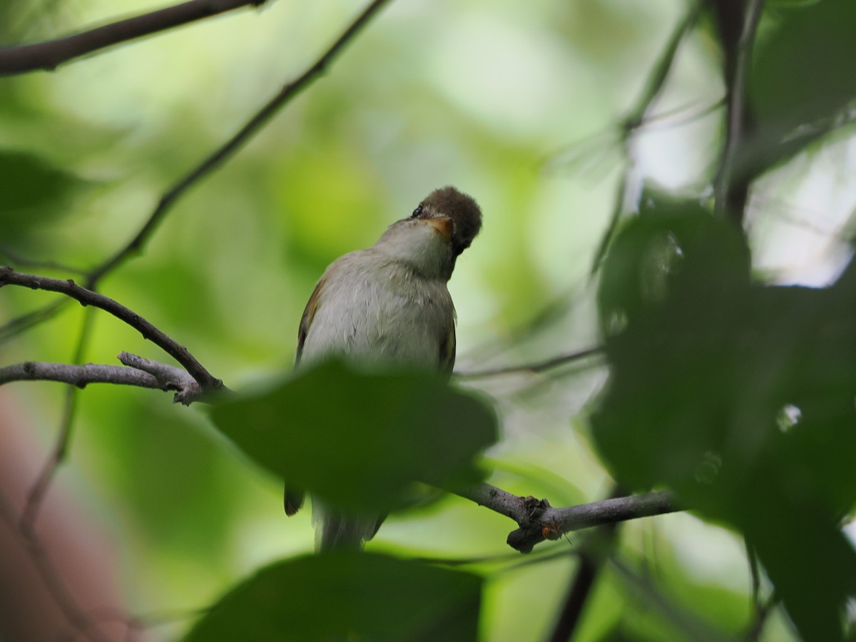 Willow Flycatcher - ML611056657