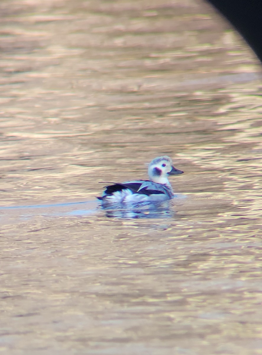 Long-tailed Duck - ML611056666