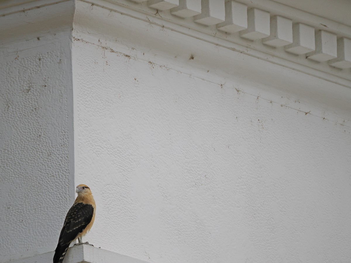 Caracara à tête jaune - ML611056693