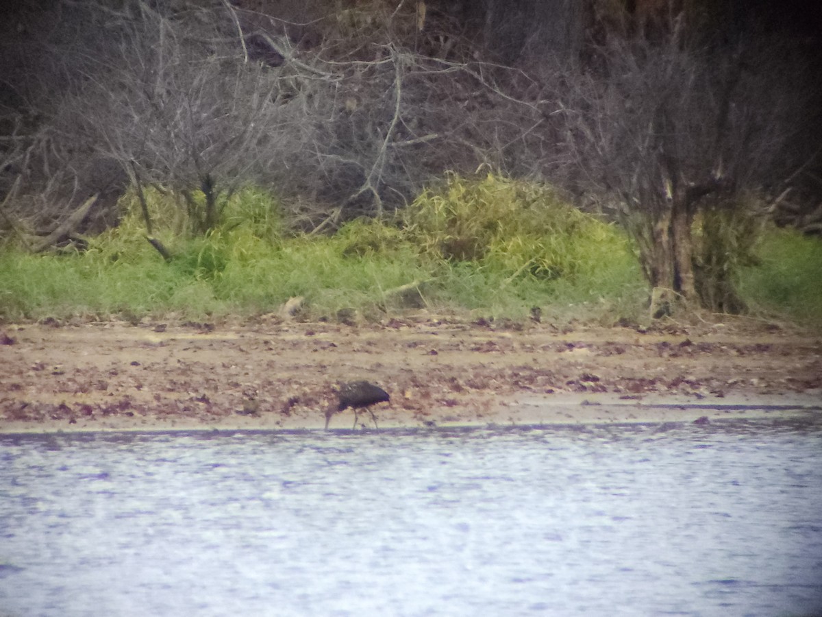 Limpkin - ML611056755