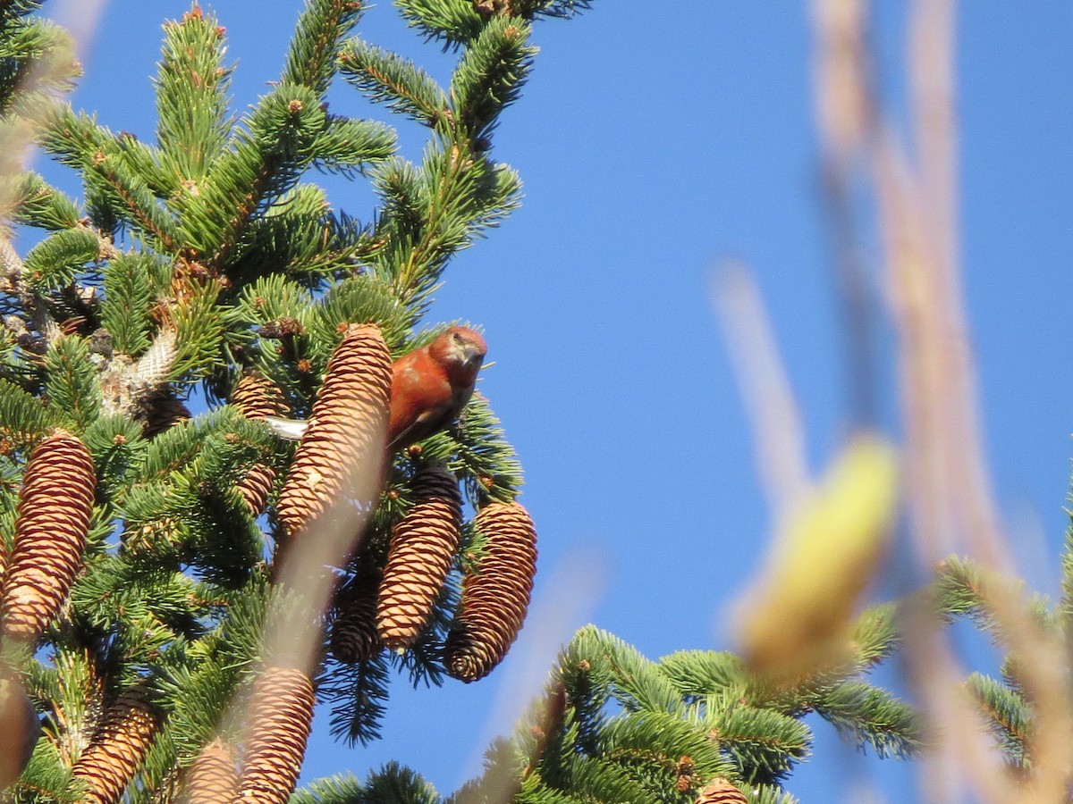 Red Crossbill - ML611056786