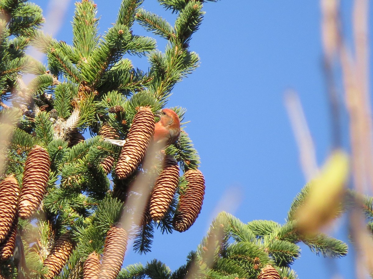 Red Crossbill - ML611056787