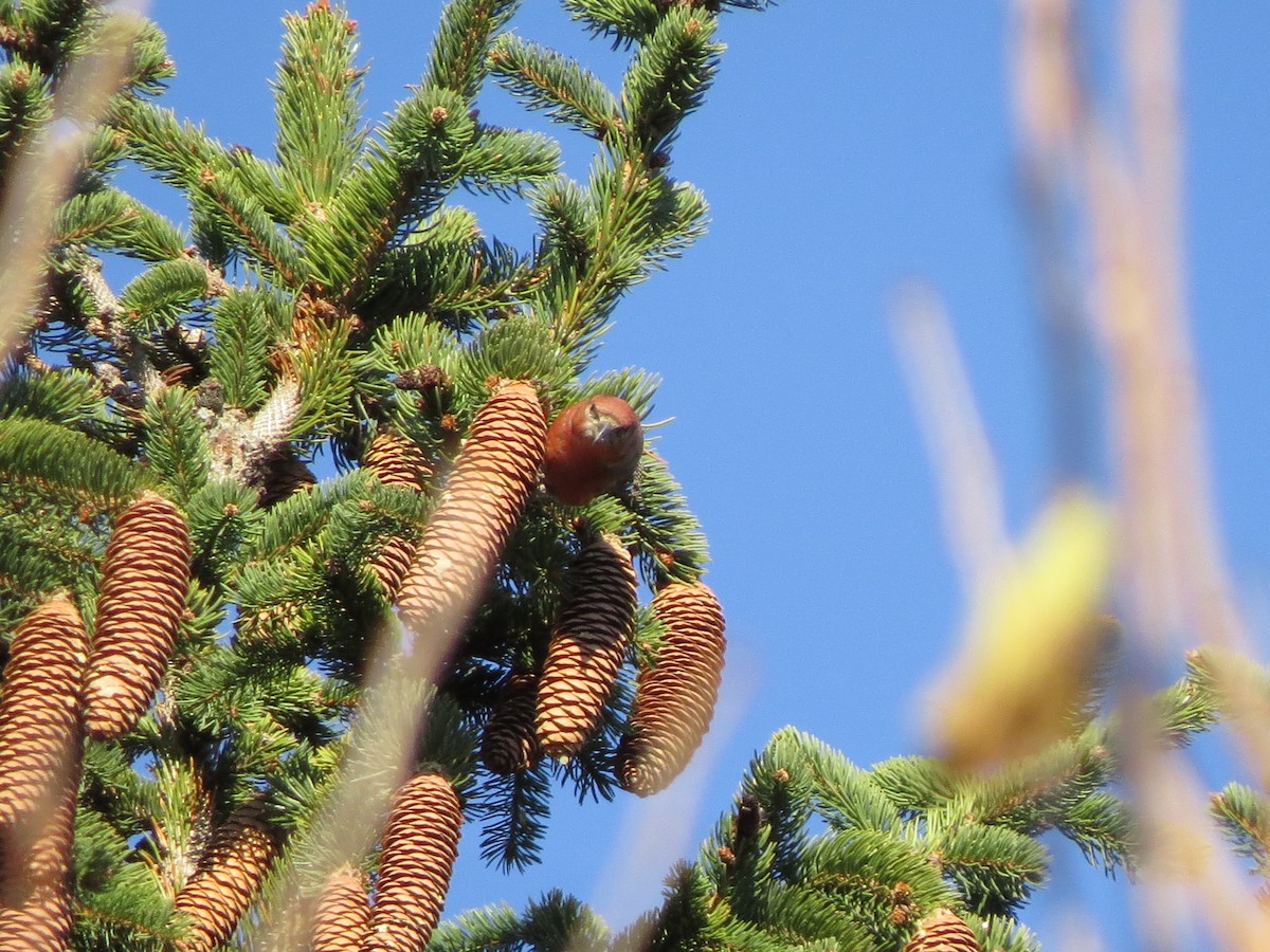 Red Crossbill - ML611056788