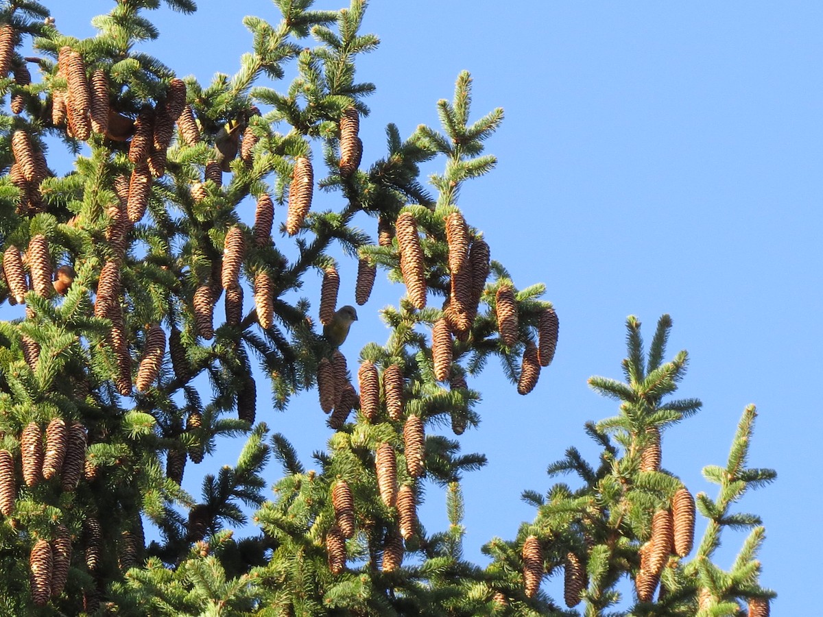 Red Crossbill - ML611056789