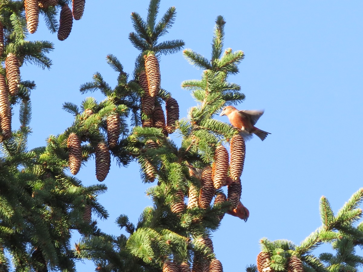 Red Crossbill - ML611056790