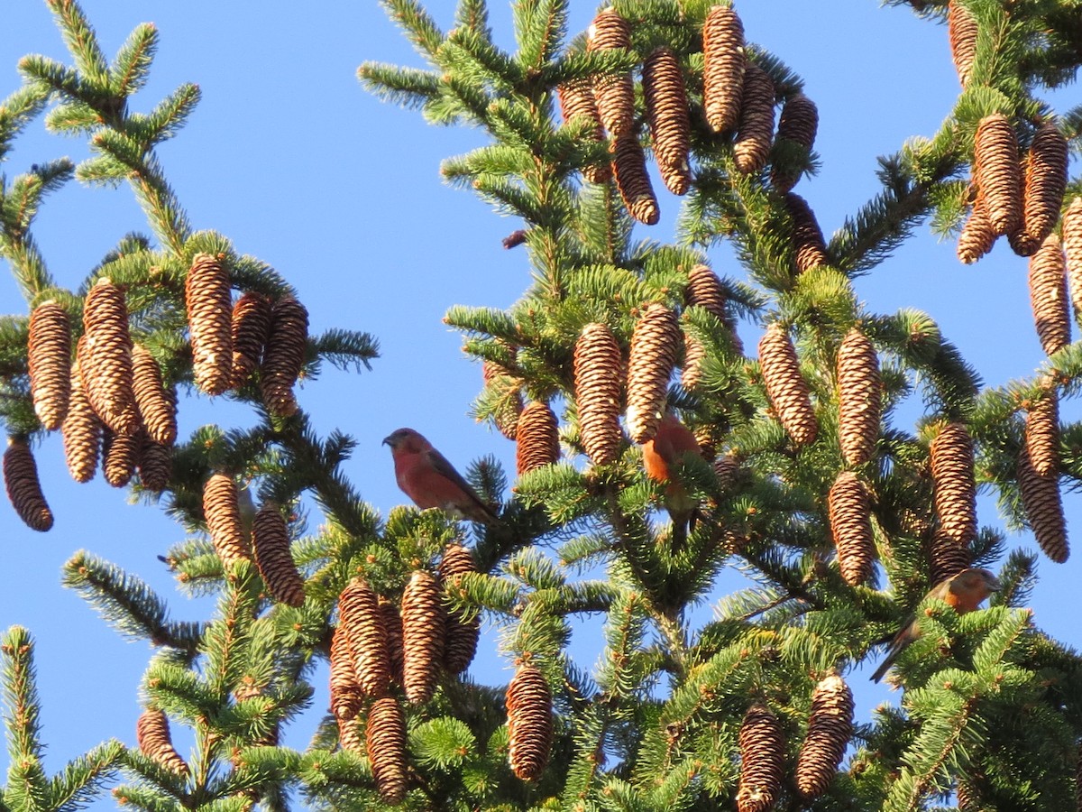 Red Crossbill - ML611056792