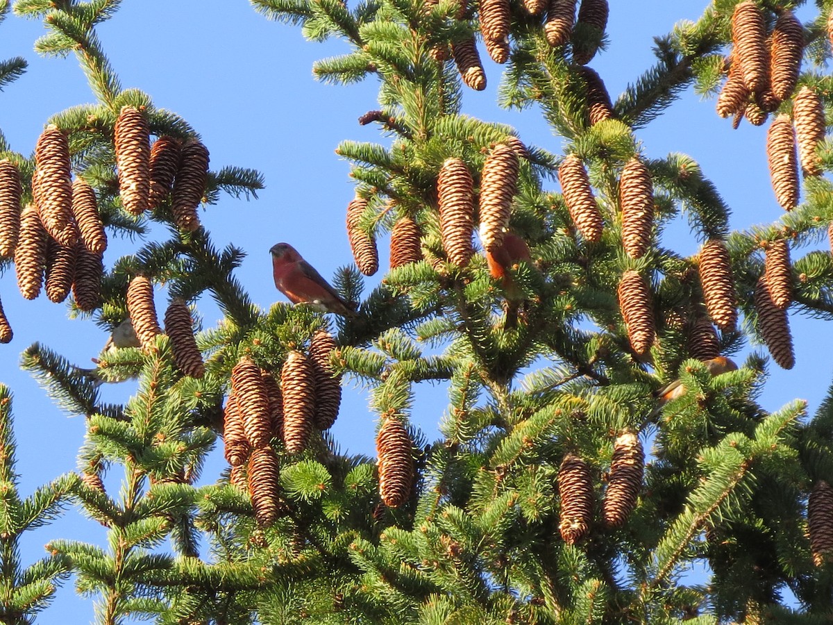 Red Crossbill - ML611056793