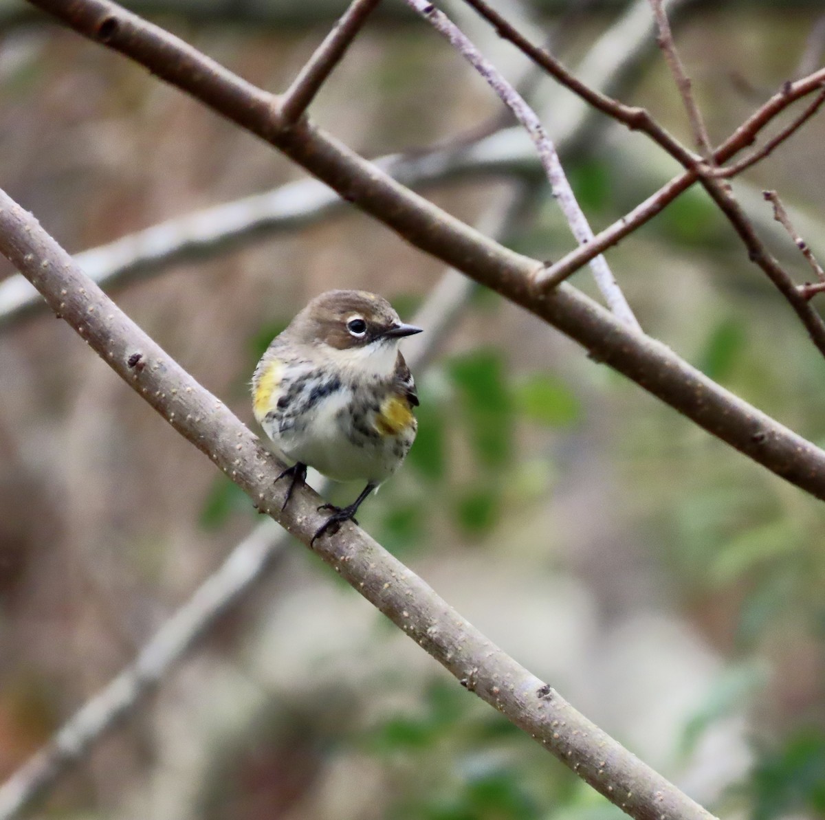 Yellow-rumped Warbler - Ezra H