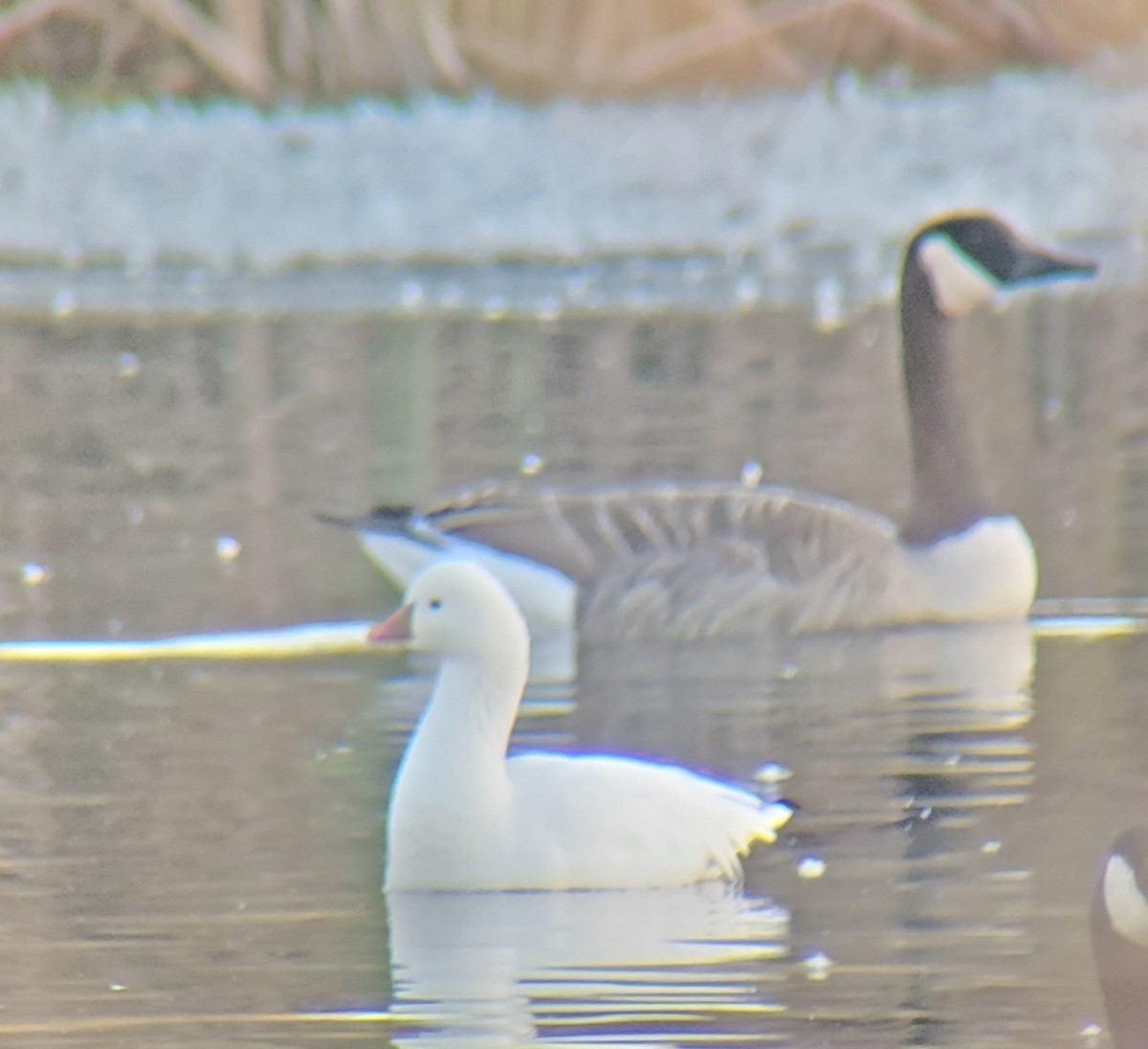 Ross's Goose - Neal Reilly