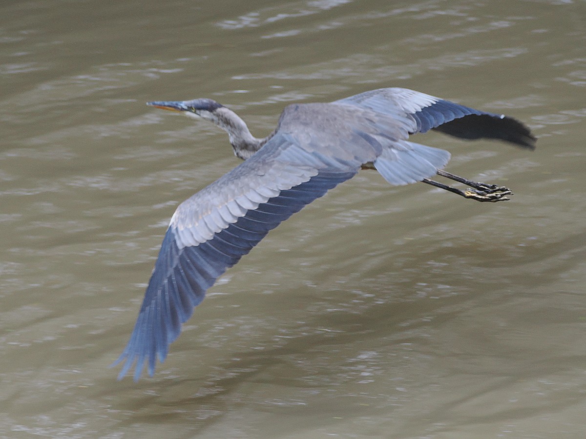 Great Blue Heron - Allan Strong