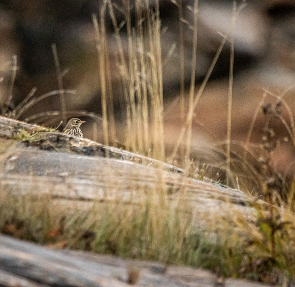 American Pipit - ML611057233