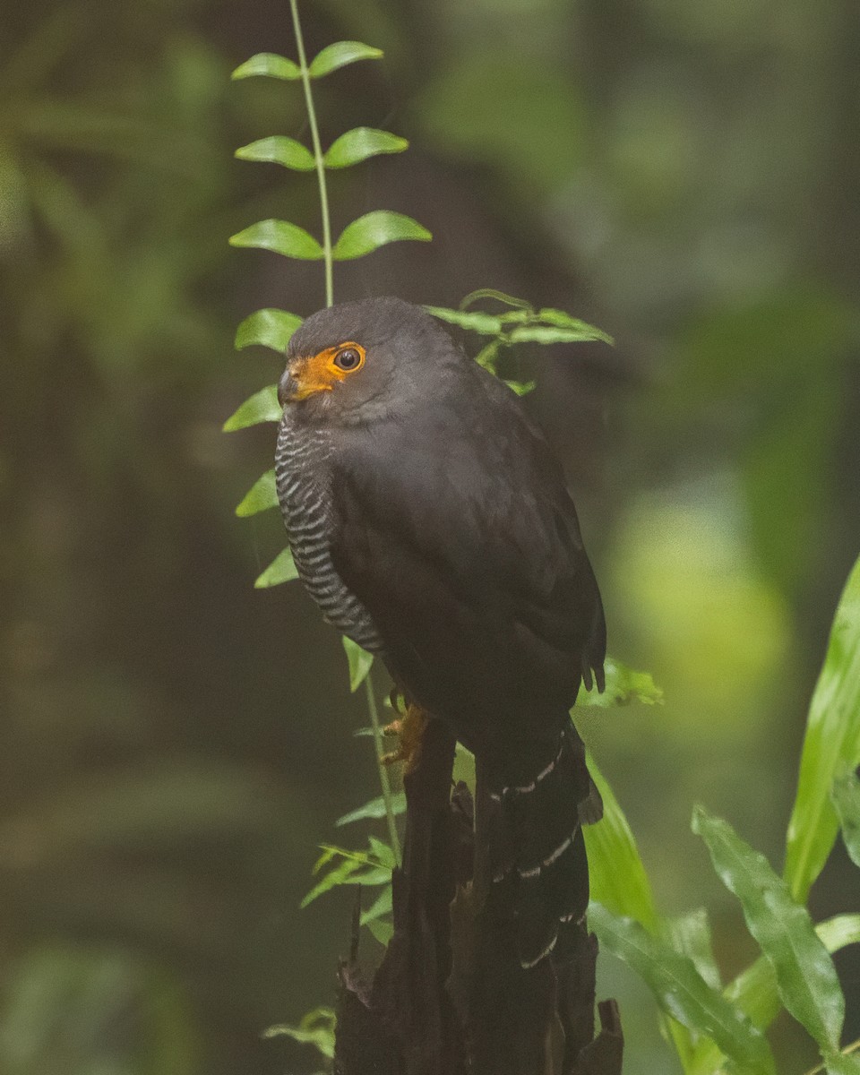 Barred Forest-Falcon - ML611057287