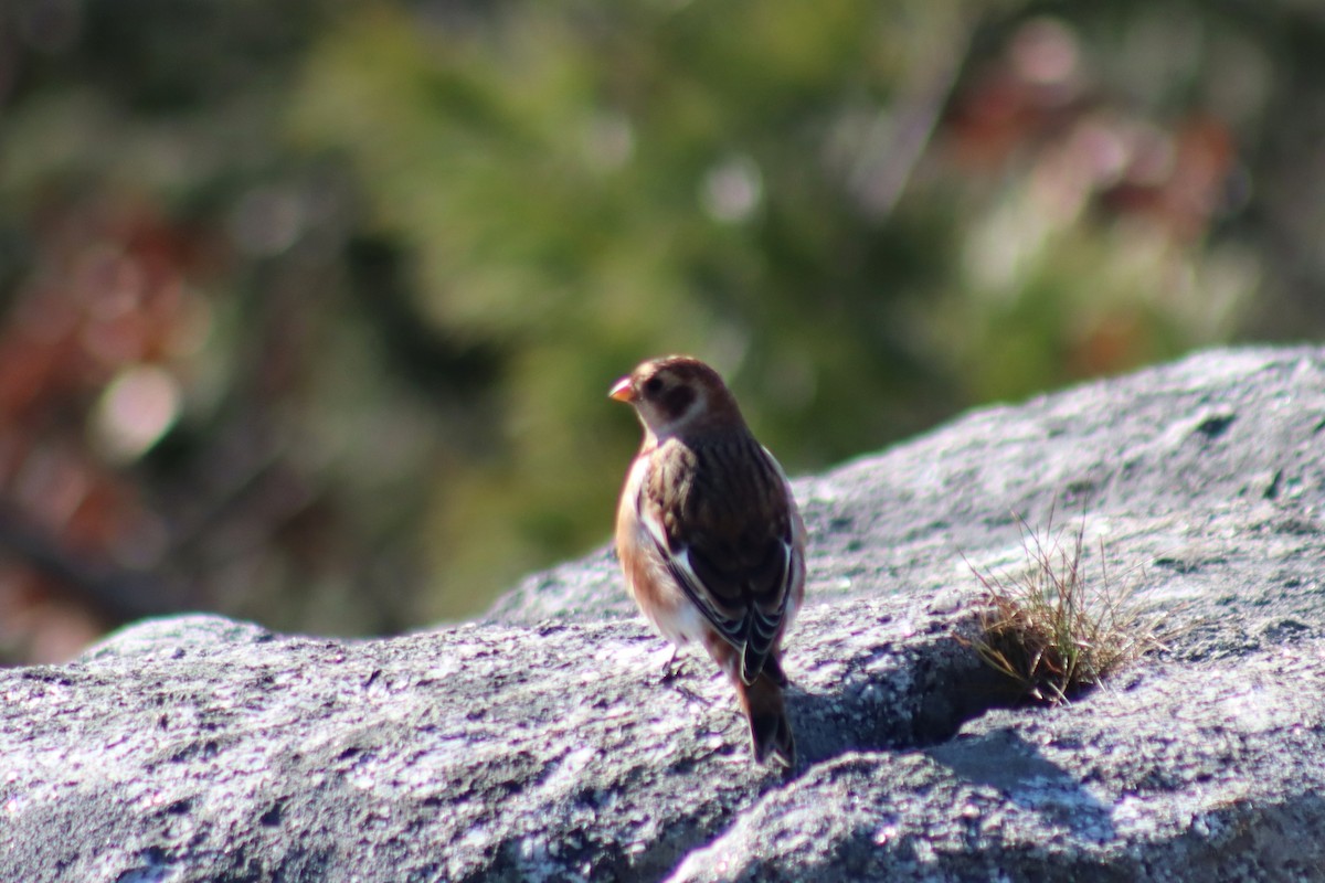 Snow Bunting - ML611057291