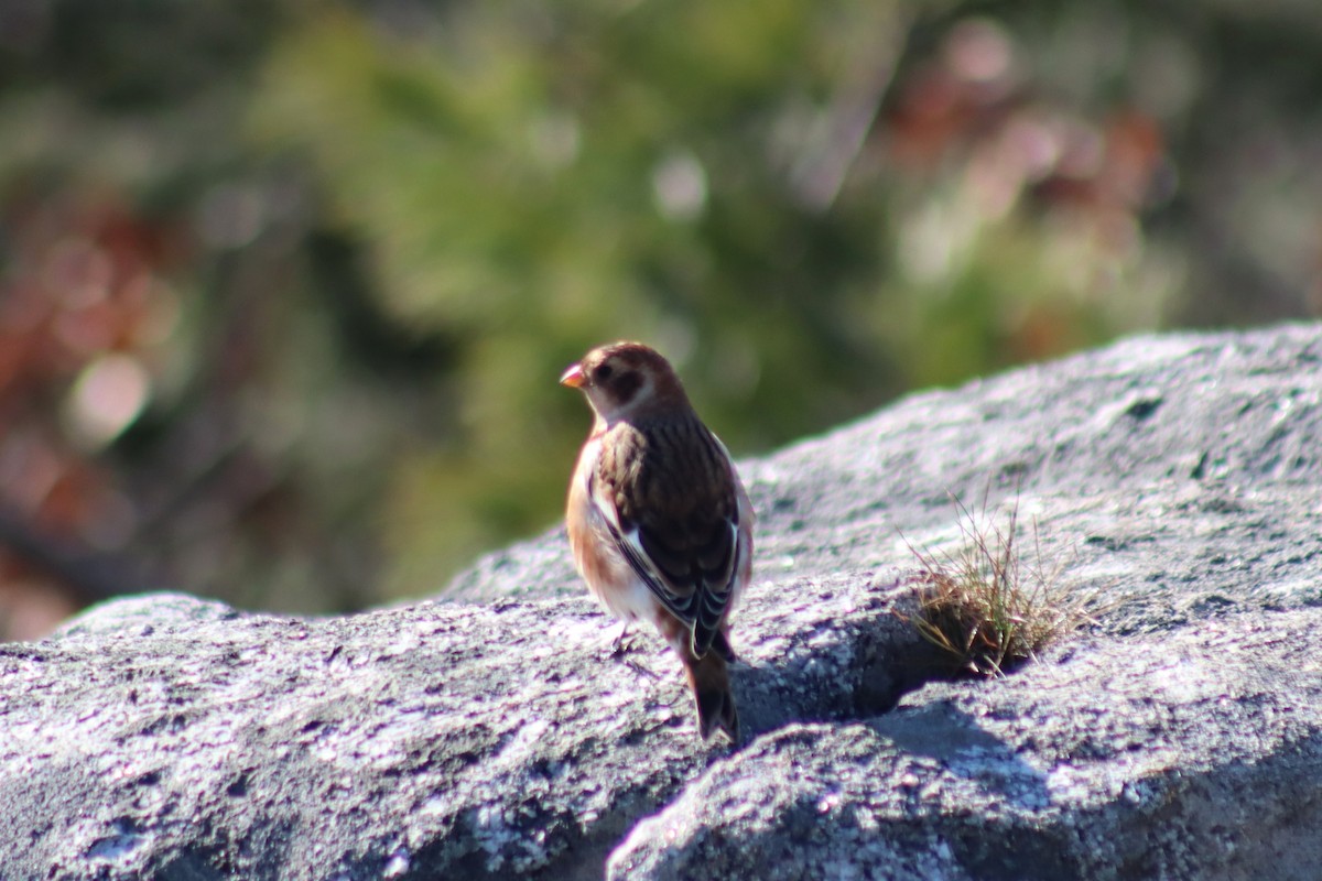 Snow Bunting - ML611057294